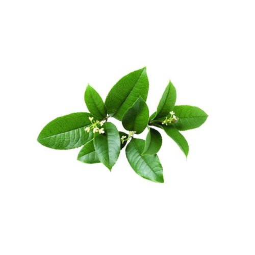 萊鋼醫(yī)院特邀山東中醫(yī)藥大學(xué)王興臣教授坐診，助力中草藥科技咨詢(xún)發(fā)展
